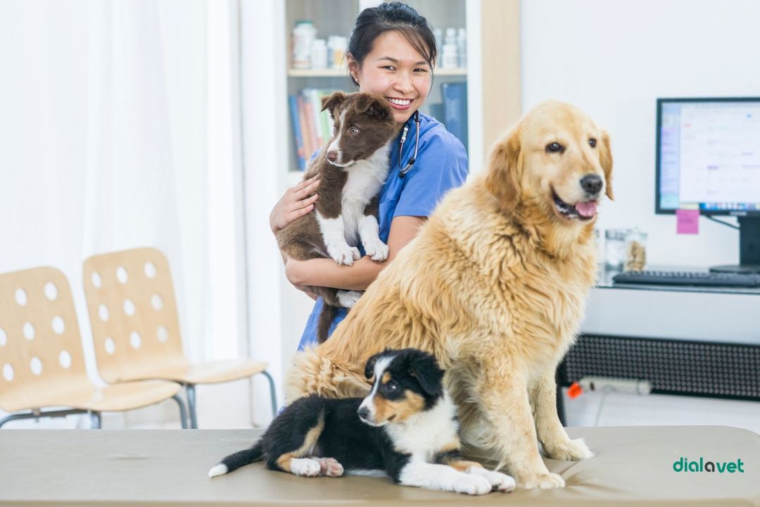 How long do kittens nurse when to switch kittens to real food vet
